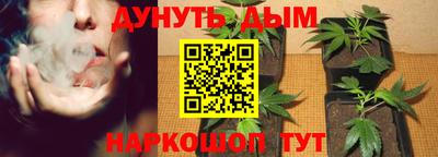стафф Гай